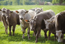 How Nutritional Deficiencies Can Lead to Joint Problems in Livestock