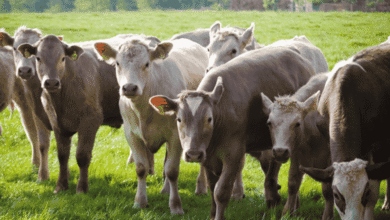 How Nutritional Deficiencies Can Lead to Joint Problems in Livestock