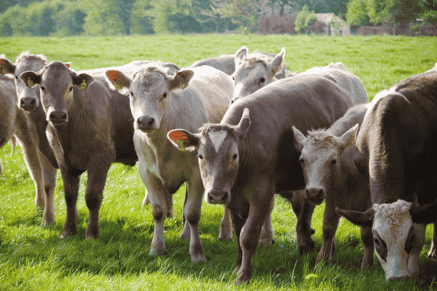 How Nutritional Deficiencies Can Lead to Joint Problems in Livestock